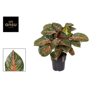 Aglaonema overig
