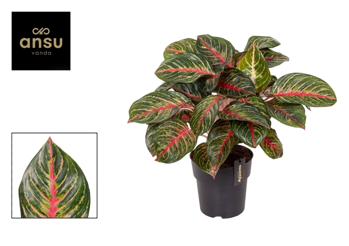 <h4>Aglaonema overig</h4>