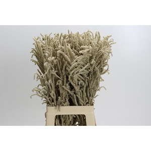 Amaranthus Yearming Desert