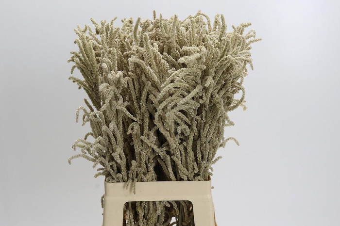 <h4>Amaranthus Yearming Desert</h4>