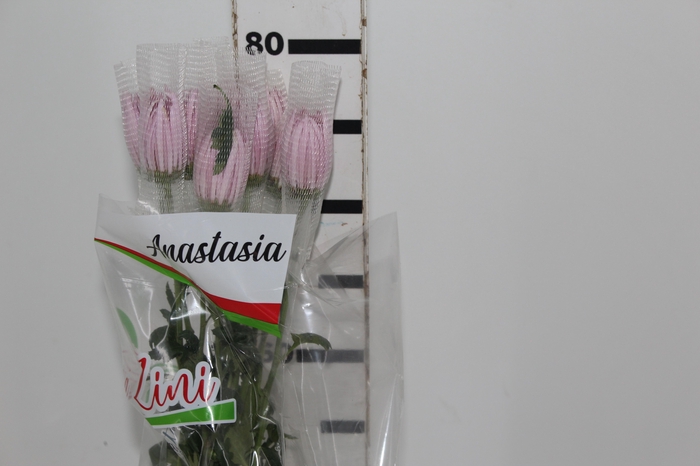 <h4>ANASTASIA CIPRIA 080 CM LILAS</h4>