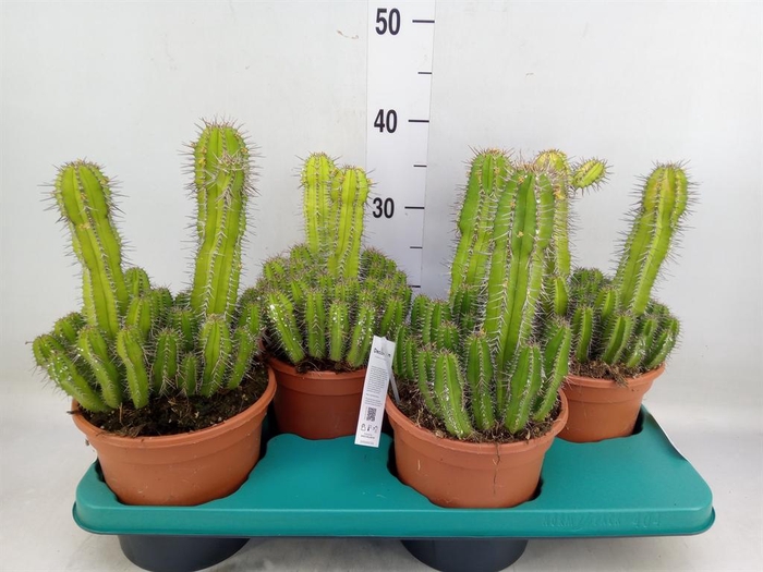 <h4>Euphorbia ...</h4>