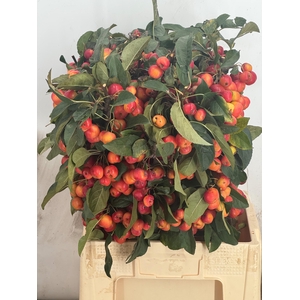 Siervruchten Malus 'Red Sentinel'
