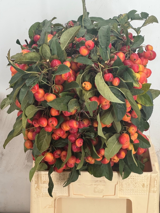 <h4>Siervruchten Malus 'Red Sentinel'</h4>