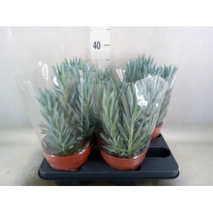 Curio ficoides 'Stelvio'