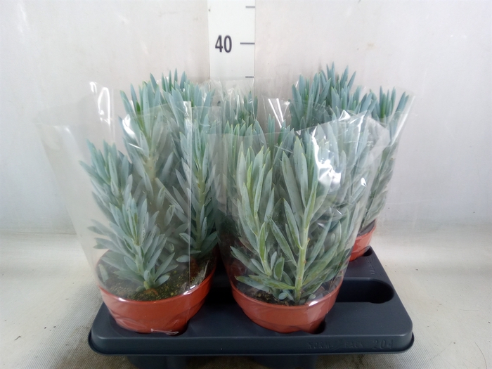 <h4>Curio ficoides 'Stelvio'</h4>