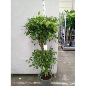 Ficus benja. 'Exotica'