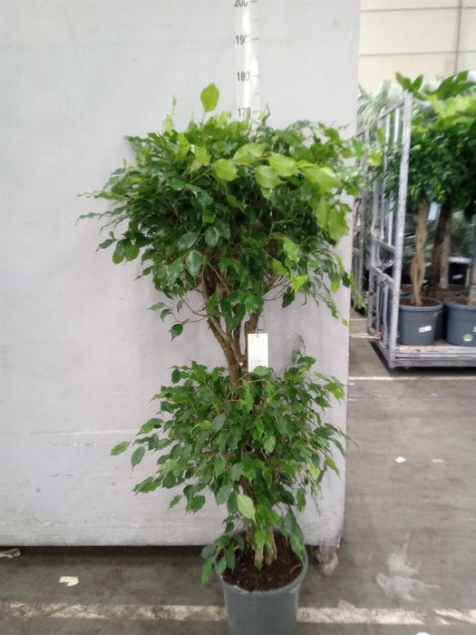 <h4>Ficus benja. 'Exotica'</h4>