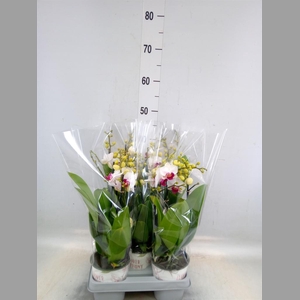 Phalaenopsis multi. 'FC Safe Haven'