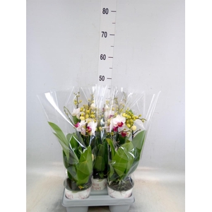 Phalaenopsis multi. 'FC Safe Haven'