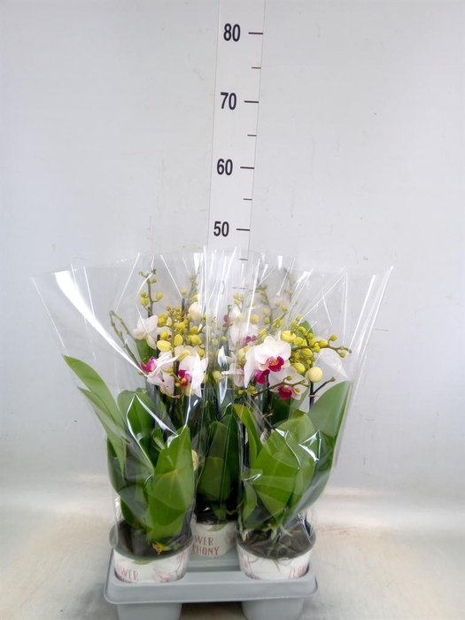 <h4>Phalaenopsis multi. 'FC Safe Haven'</h4>