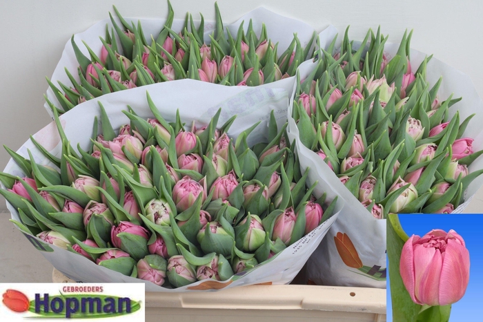 <h4>TU DU DRESSING</h4>