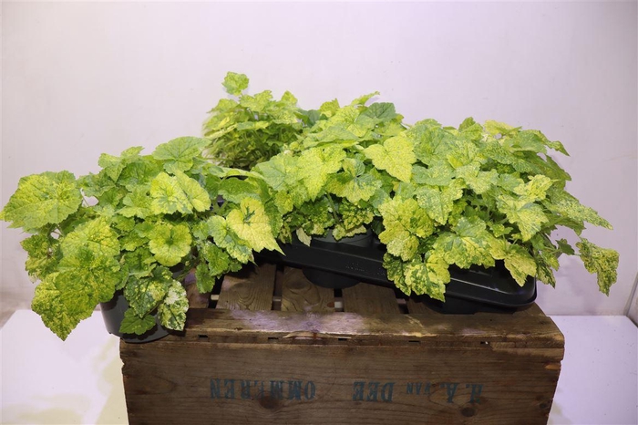 <h4>arr8 Tolmiea M Variegata</h4>