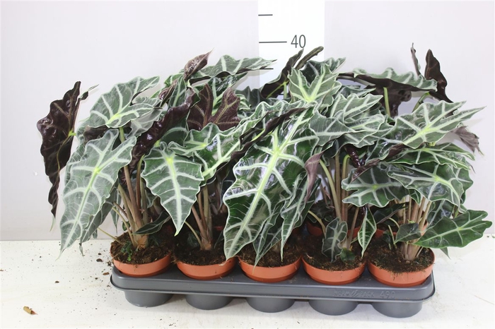 <h4>Alocasia Polly</h4>
