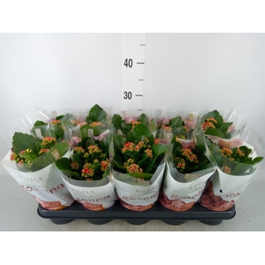 Kalanchoe blos. 'RosDon Justino'