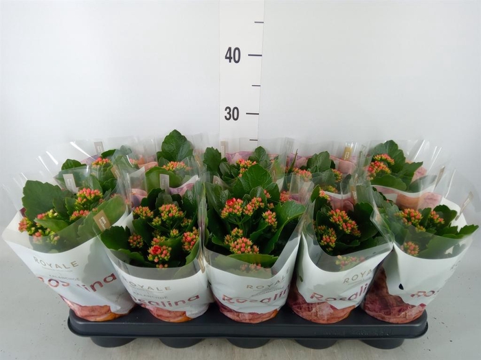 <h4>Kalanchoe blos. 'RosDon Justino'</h4>