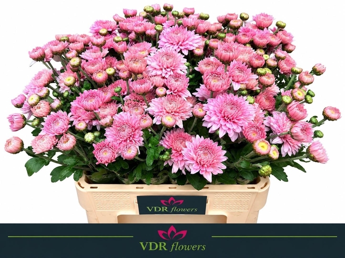 <h4>CHR T GOMPIE ROSE</h4>