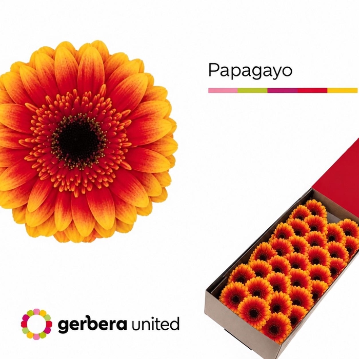 <h4>Germini Papagayo Doos</h4>