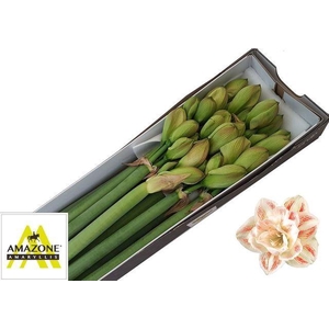 HIPPEASTRUM DG 'NYMPH'