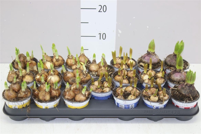 <h4>Bolbloemen Gemengd</h4>