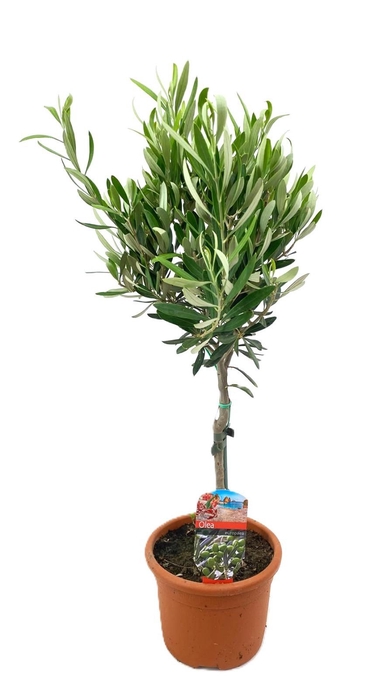 <h4>Olea europaea</h4>