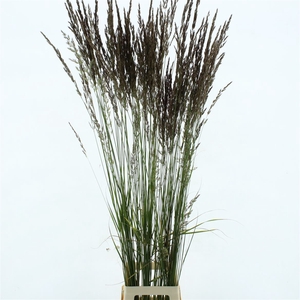 Calamagrostis Brachy El Dorado