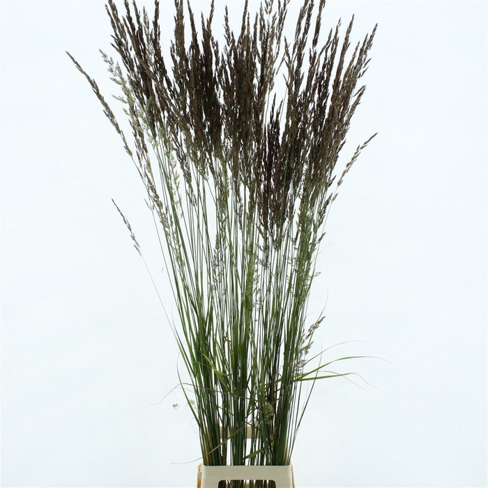 Calamagrostis Brachy El Dorado