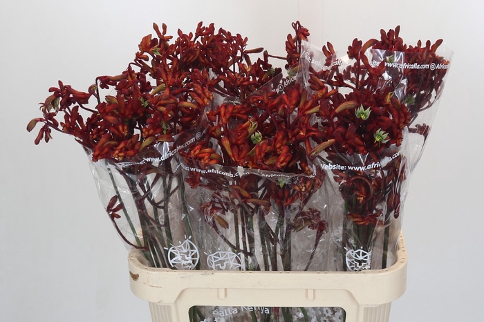 <h4>Anigozanthos Early Spring Indoor</h4>
