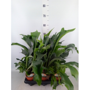 Platycerium bifurc.