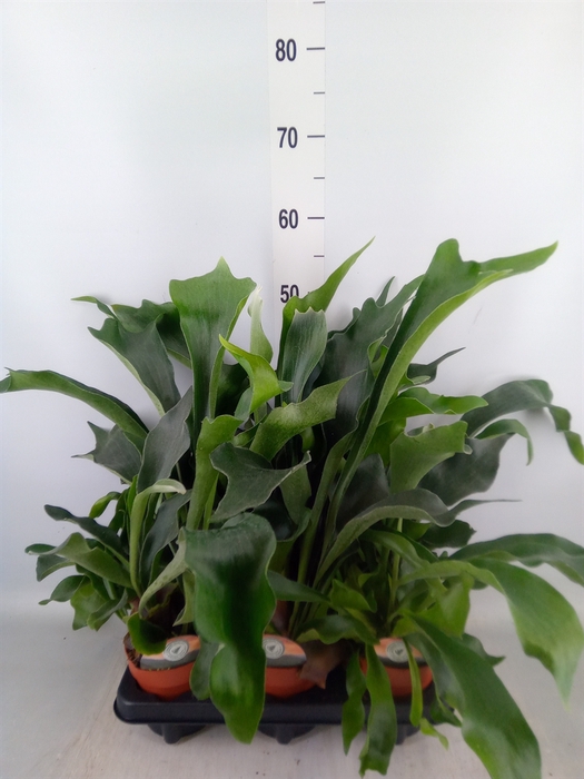 <h4>Platycerium bifurc.</h4>
