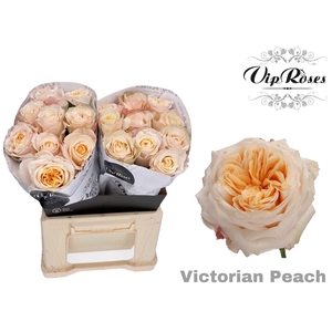 R GR VICTORIA PEACH@