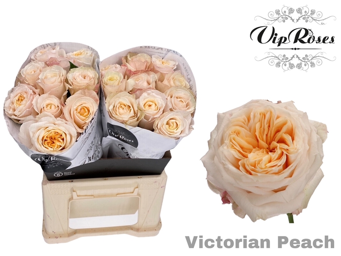 R GR VICTORIA PEACH@