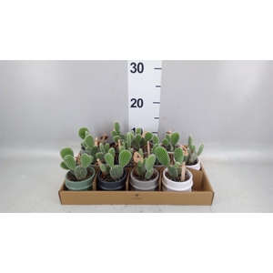 Opuntia microdasys 'Albispina'