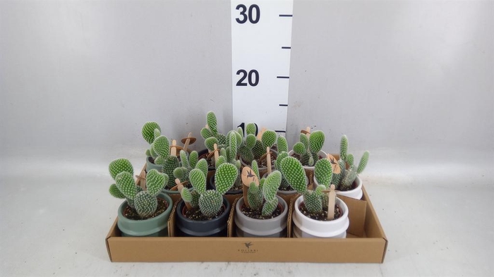 <h4>Opuntia microdasys 'Albispina'</h4>