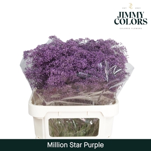 Gyps Million Star L80 Purple