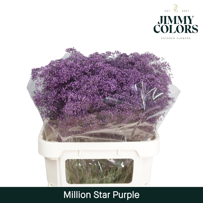 <h4>Gyps Million Star L80 Purple</h4>