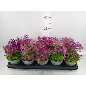 Arabis caucasica 'Ltt Treas D Rose'