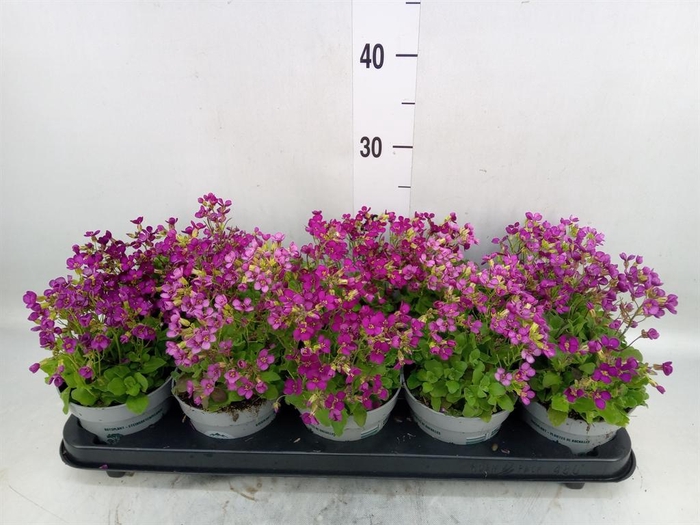 <h4>Arabis caucasica 'Ltt Treas D Rose'</h4>