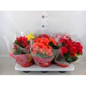 Begonia elat. DU   ...mix
