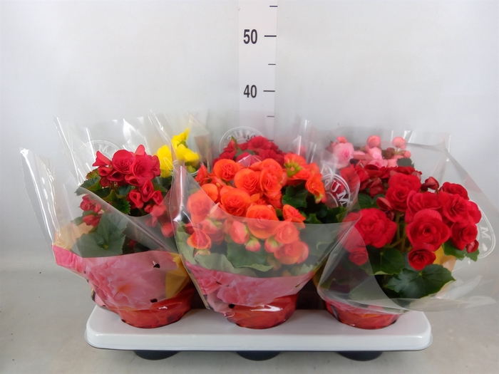 <h4>Begonia elat. DU   ...mix</h4>