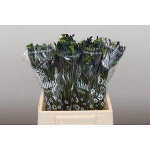 ANIGOZ CEL MASQUERAD