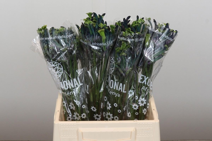 <h4>ANIGOZ CEL MASQUERAD</h4>