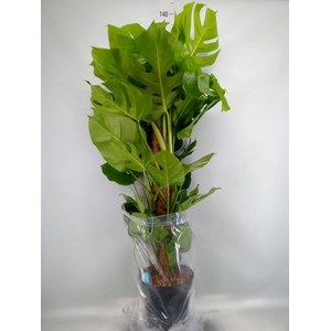 Monstera pertusum