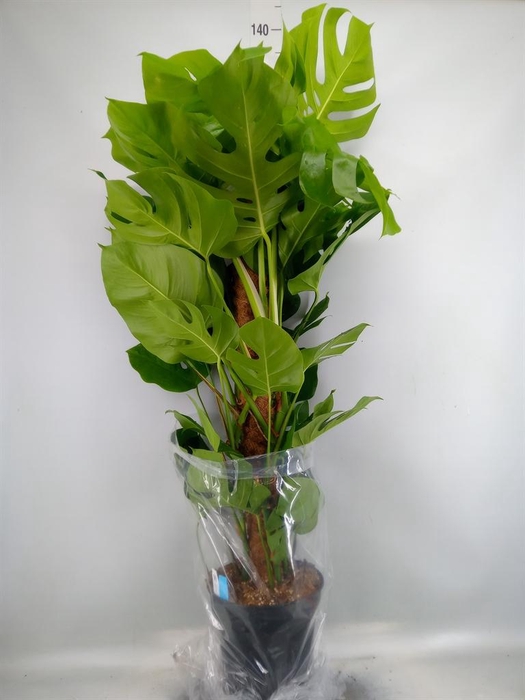 <h4>Monstera pertusum</h4>