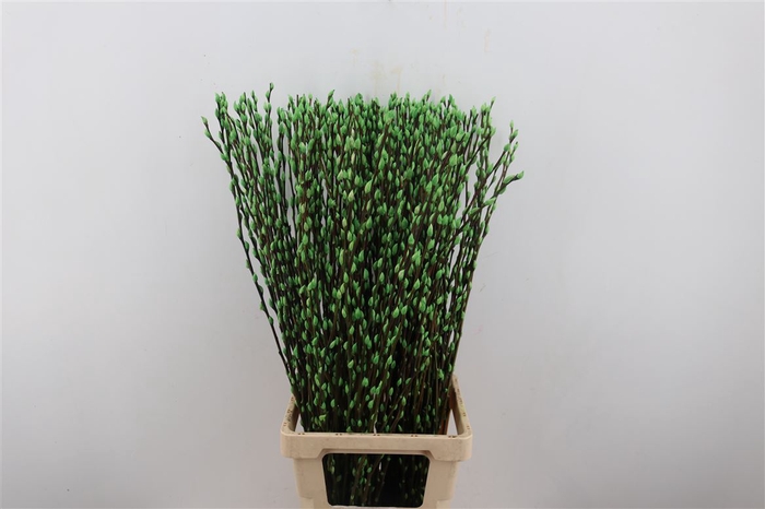 <h4>Salix Wilgenkatjes Apple Green 90cm P Stem</h4>