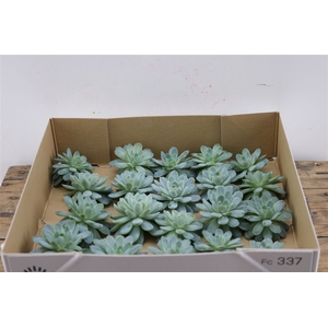 Echeveria Zonnestraal Klein X20