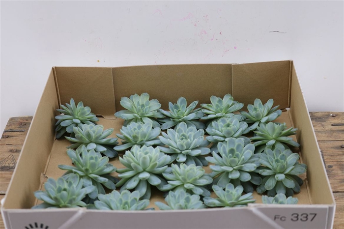 <h4>Echeveria Zonnestraal Klein X20</h4>