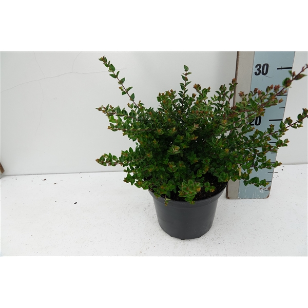 Lonicera nit. Garden Clouds Copper Glow C2