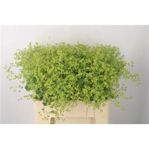 Alchemilla M Robustica