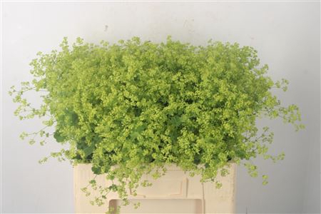 <h4>Alchemilla M Robustica</h4>